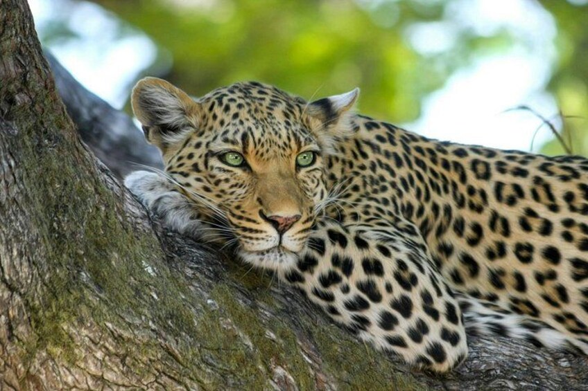 Leopard 2