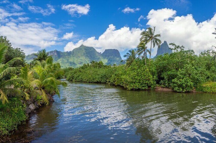 A river surrounded by lush greenery and palm trees, with mountains in the background. 3