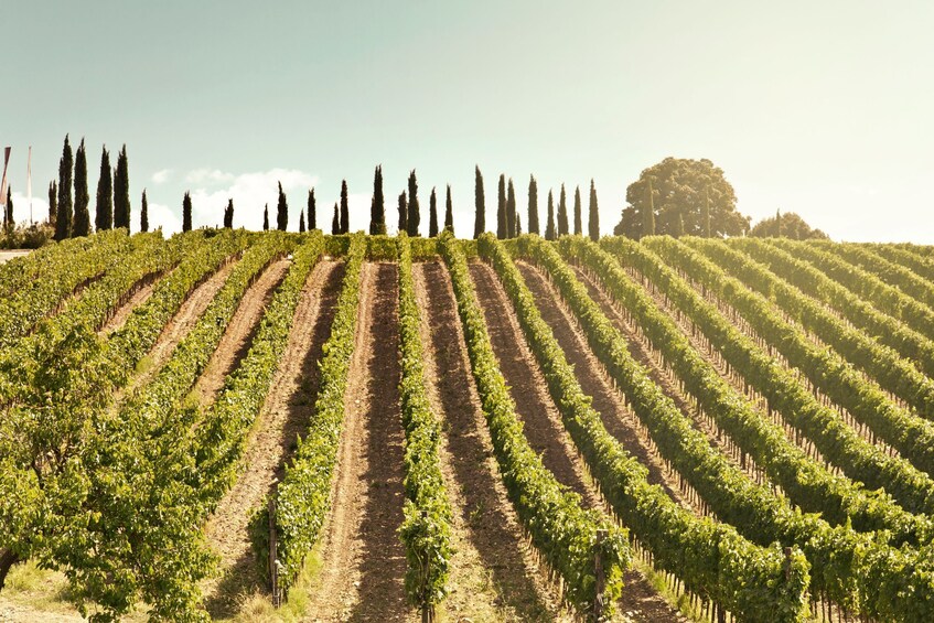 Tuscany Wines & Lunch: Montepulciano & Montalcino Experience 3