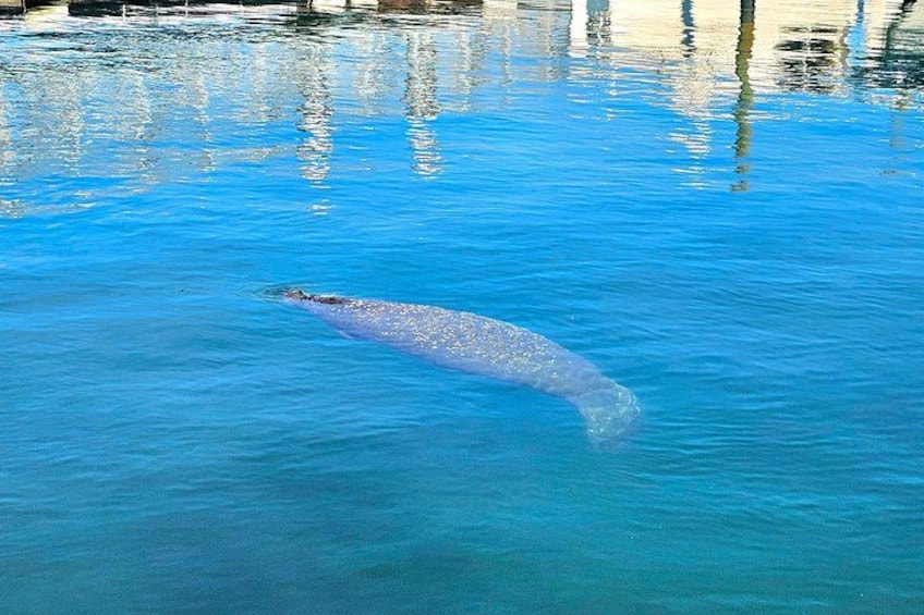 A dolphin swimming in a clear blue pool. 2