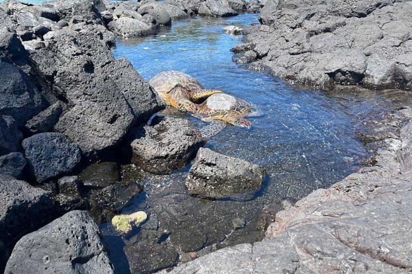 A turtle in a shallow water body surrounded by dark volcanic rocks. 4