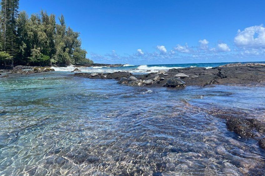 A clear coastal area with rocky shores, calm water, and dense forest. 3
