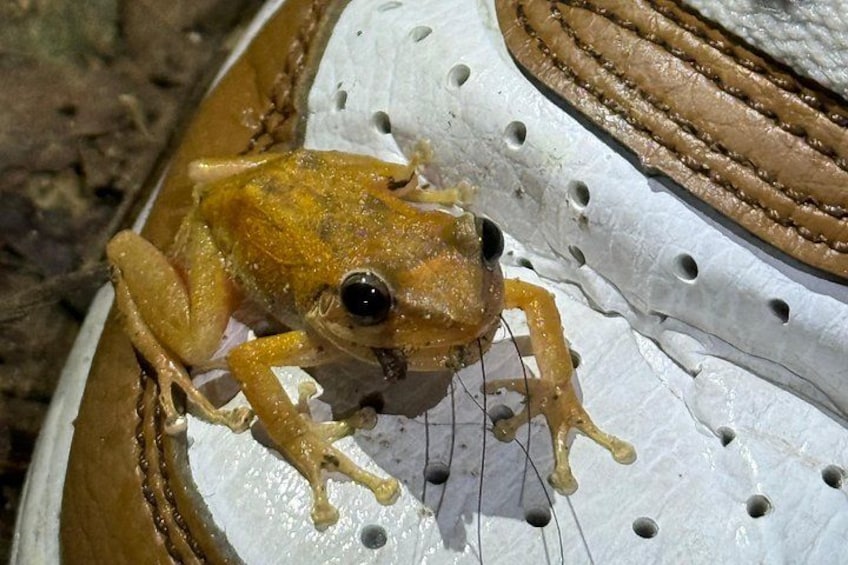 A frog on a white surface with holes. 5