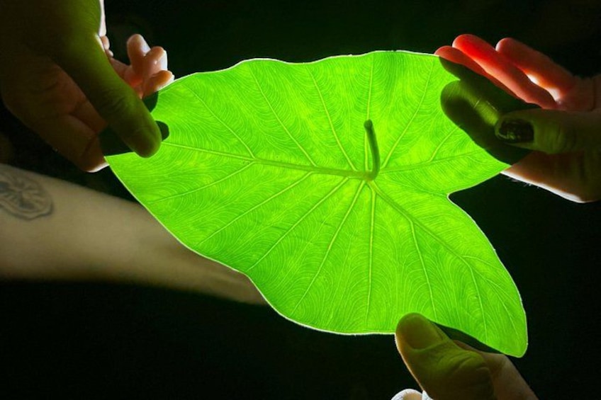 A hand holding a green leaf. 2