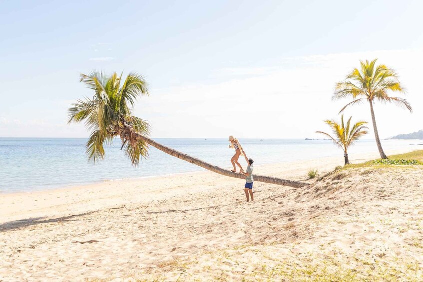 A beach with palm trees and a person balancing on a palm tree trunk. 5