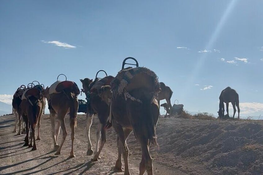 Un groupe de chameaux marchant sur un sentier de terre dans un paysage désertique. 2