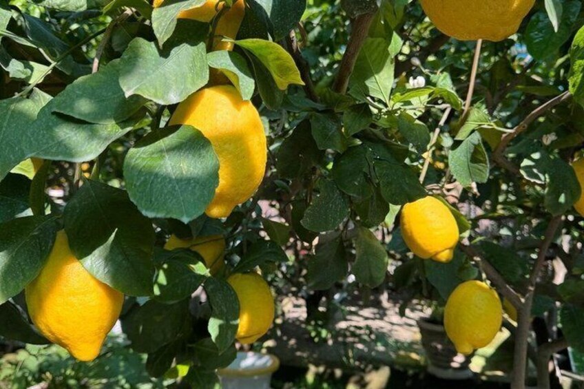 Zitronen an einem Baum mit grünen Blättern. 5