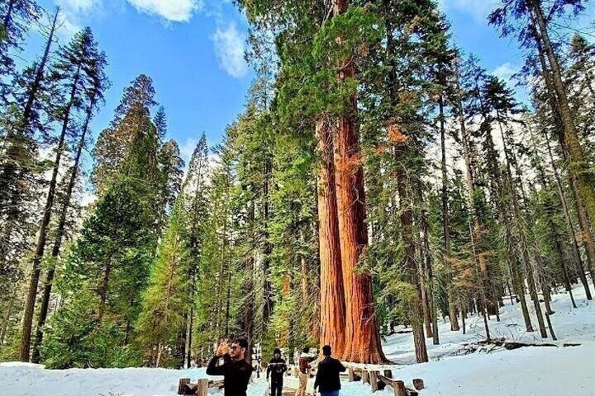 A snowy forest with tall trees and a large redwood tree. 2