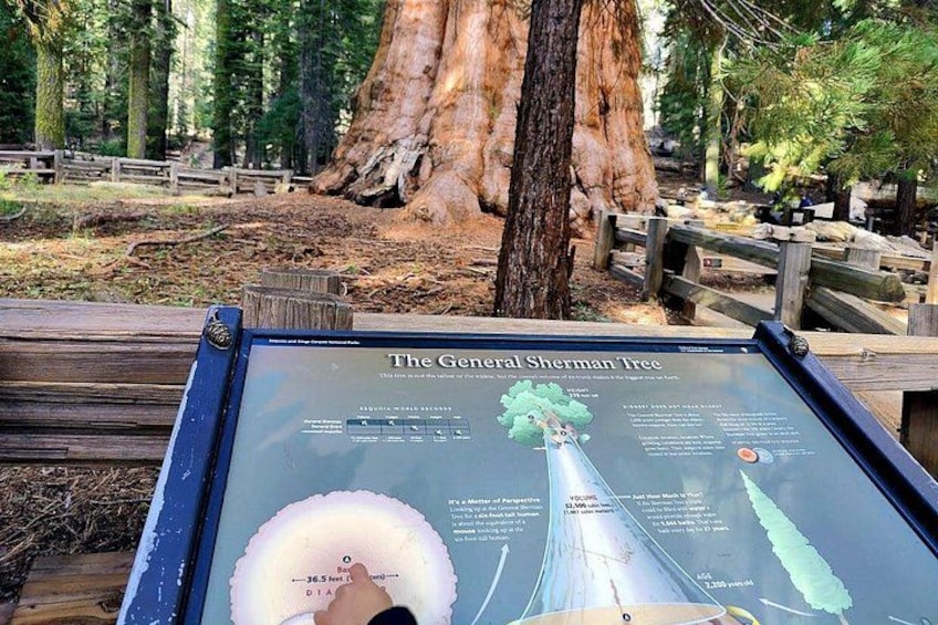 A signboard with information about The General Sherman Tree, a giant sequoia. 4