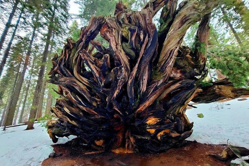 A large, twisted tree trunk in a forest. 2