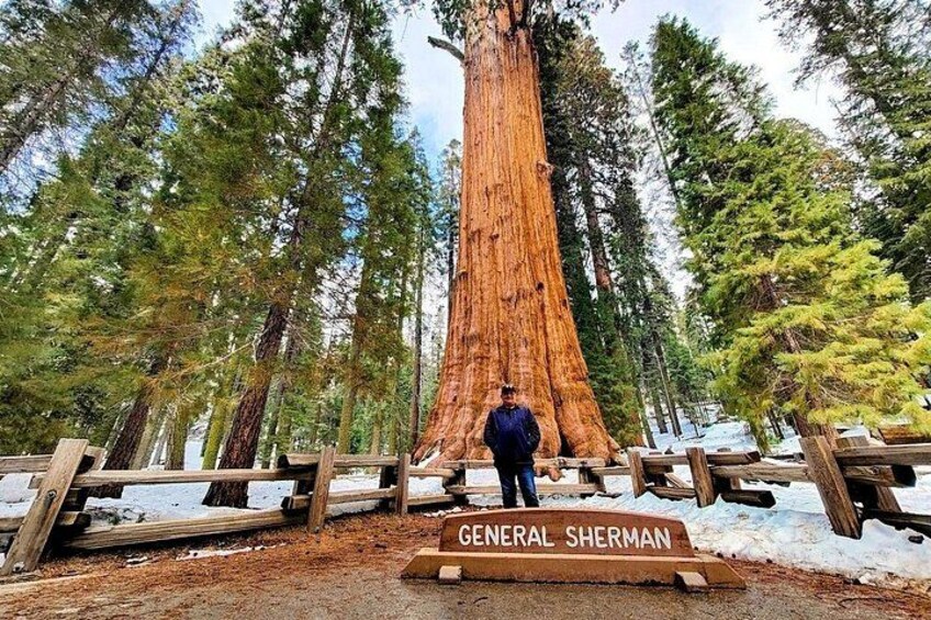 A large redwood tree with a sign reading 'General Sherman' in a forested area. 5