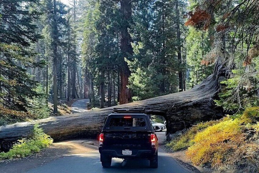 A vehicle driving on a forest road with a fallen tree blocking the path. 4