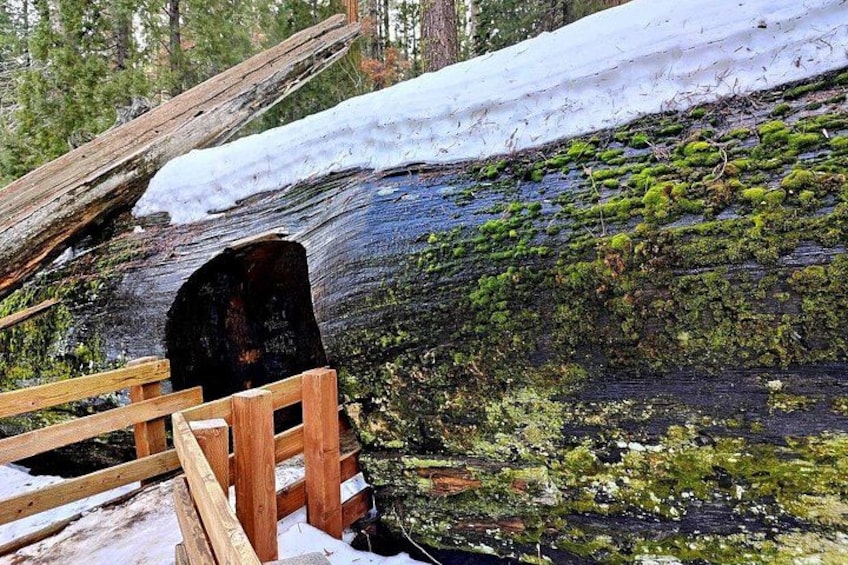 A fallen log with moss, a wooden fence, and snow. 3