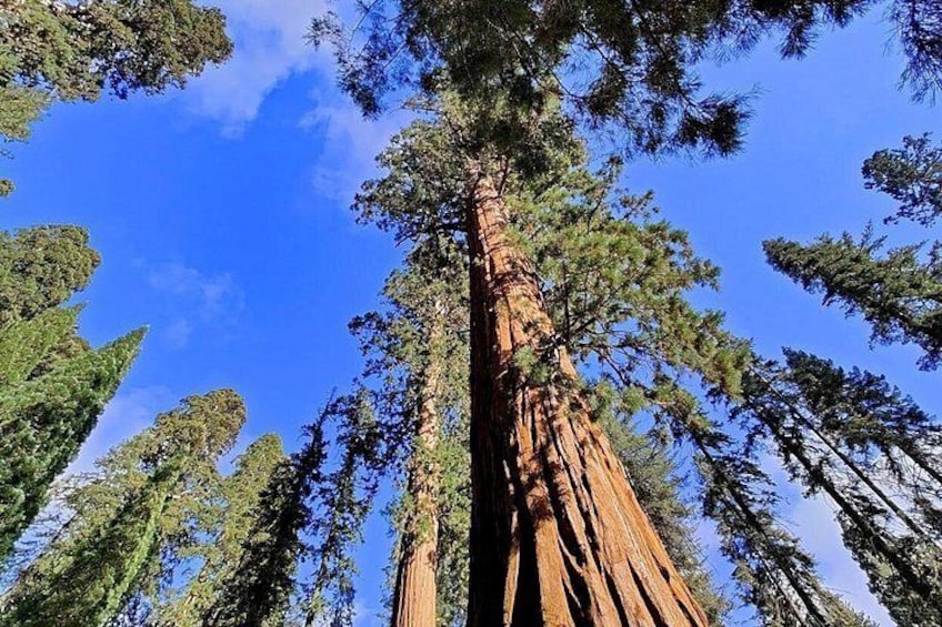 A tall tree with a clear sky in the background. 5