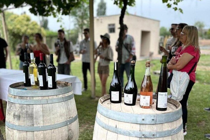 Many Tastings in 3 Wineries and 1 Olive Tree 1