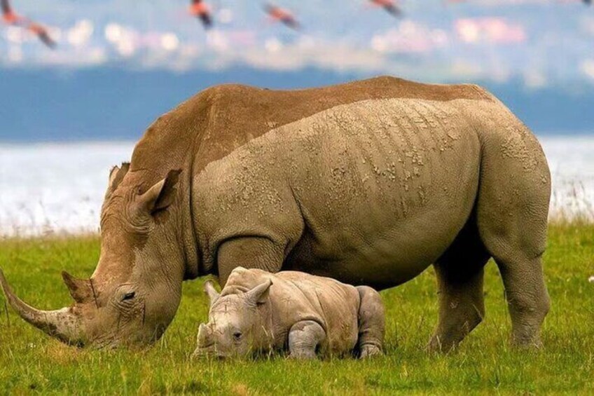 A rhinoceros grazing in a grassy field with a body of water and mountains in the background. 1