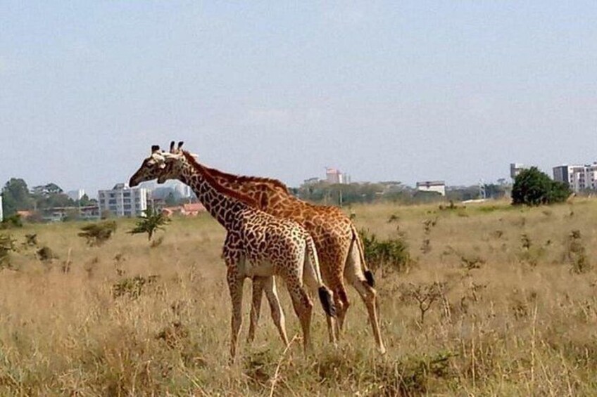 4 Days Masai Mara and lake Nakuru budget safari. 3