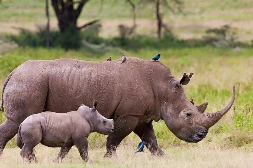 A rhinoceros with a calf and birds on its back in a grassy field. 2