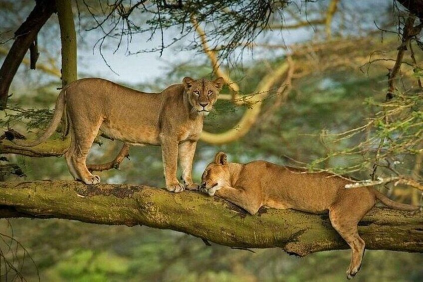 Two lions on a tree branch in a forest. 1