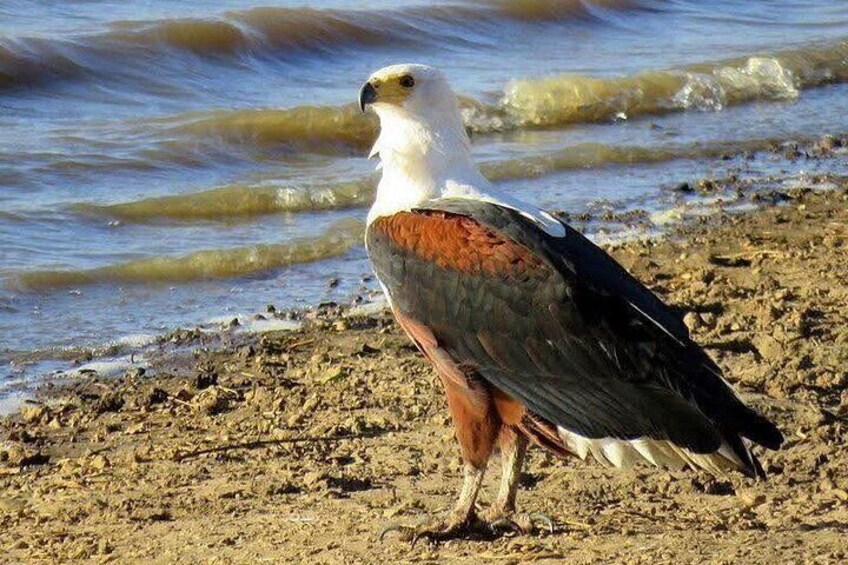 Ein Vogel mit weißem und braunem Gefieder steht auf einem sandigen Strand in der Nähe des Wassers. 2