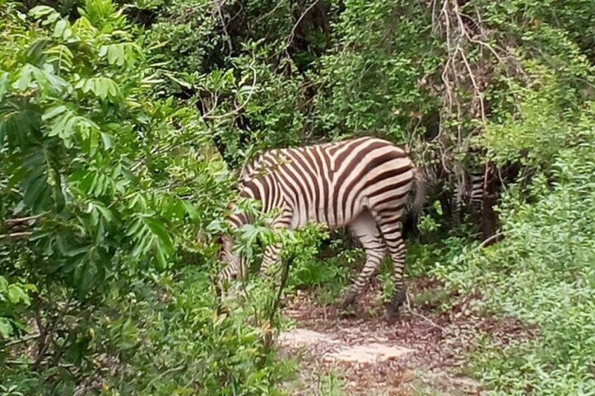 Ein Zebra grast in einem bewaldeten Gebiet. 4
