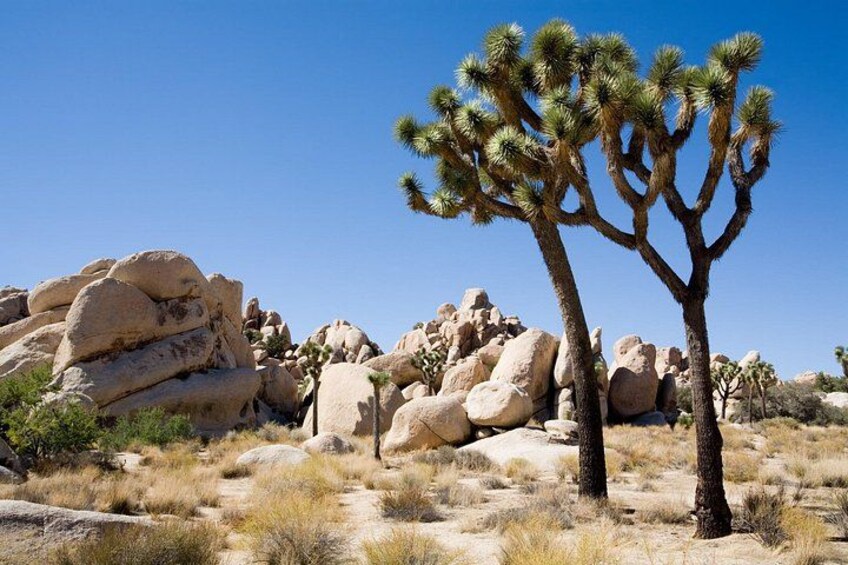 Joshua Tree NP Self Guided Audio Driving Tour West Entrance Start 2