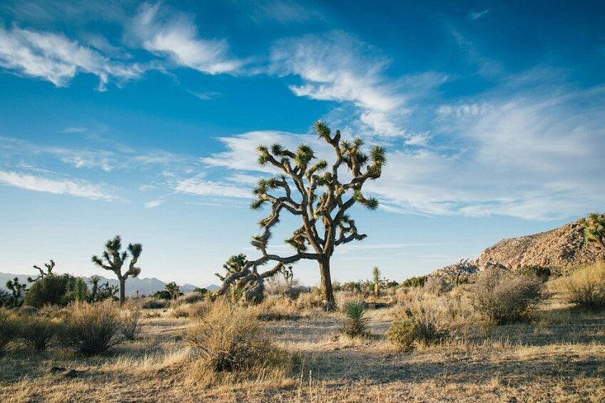 Joshua Tree NP Self Guided Audio Driving Tour West Entrance Start 4