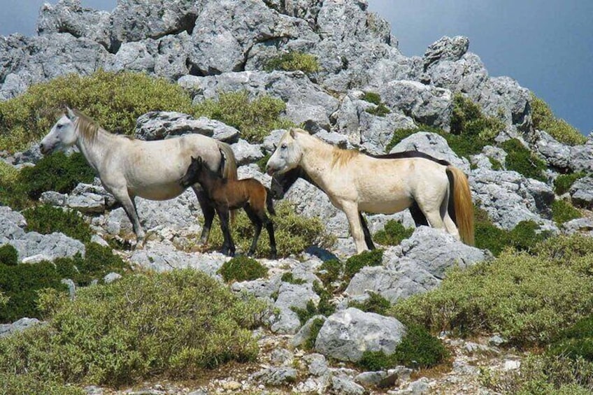 Kefalonia 4x4 Adventure to Mount Ainos with Village Lunch 2