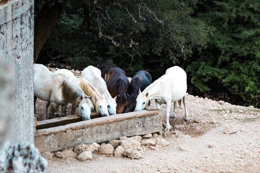 Kefalonia 4x4 Adventure to Mount Ainos with Village Lunch 3