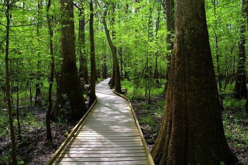 A wooden boardwalk through a dense forest with tall trees. 5