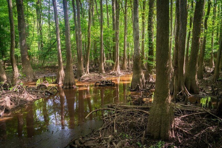 A swampy forest with tall trees and a small water body. 3