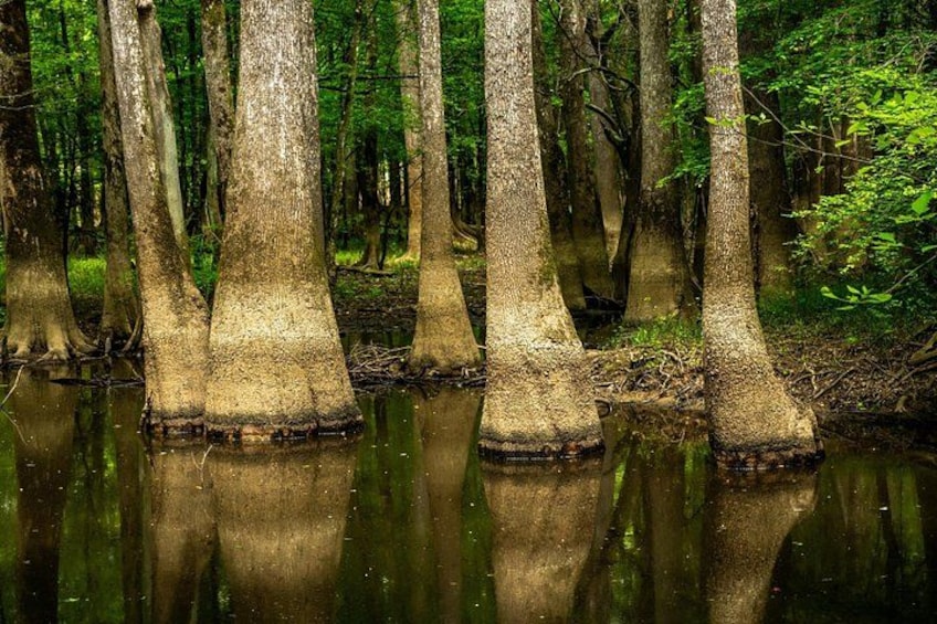Un pantano con árboles altos y delgados reflejados en el agua. 2