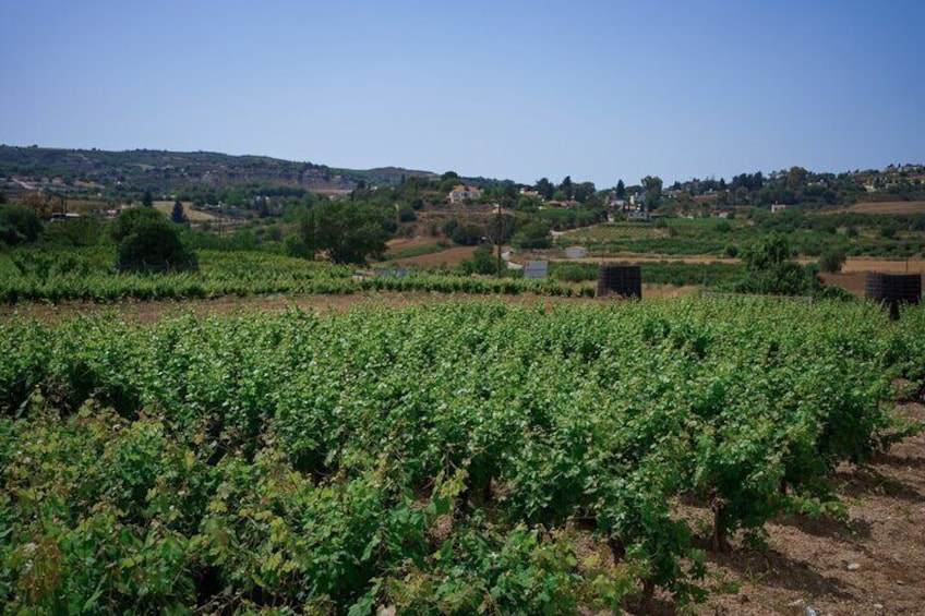 Un vignoble avec des rangées de vignes et des collines qui s’étendent à l’horizon. 2