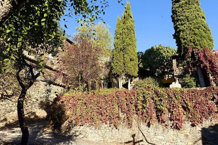 A stone wall with climbing plants, a tree, and a tall coniferous tree. 5