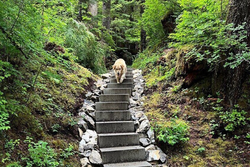 Un cane sale una scalinata in pietra circondato da vegetazione lussureggiante. 4