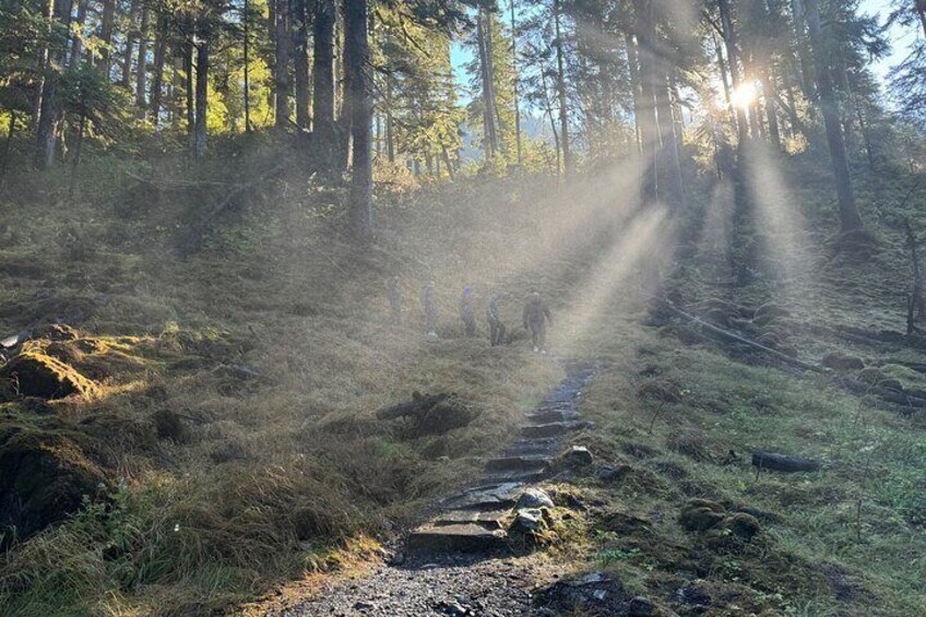Un sentiero nella foresta con la luce del sole che filtra tra gli alberi. 5