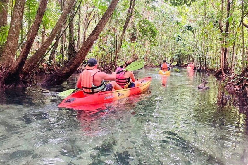 Persone che fanno kayak su un fiume circondato da fitte mangrovie. 2