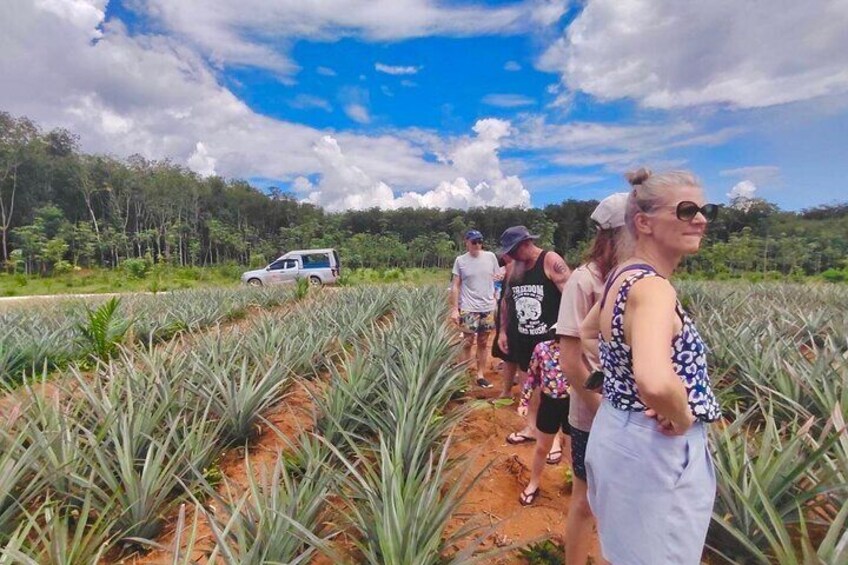 A group of people walking through a pineapple field with a vehicle in the background. 4