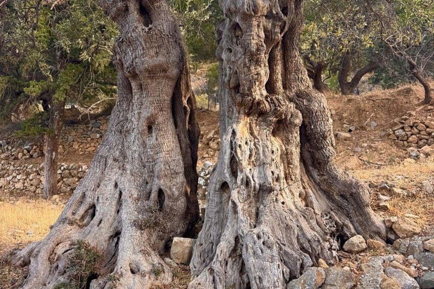 Unique guided hike on ancient Minoan paths 3