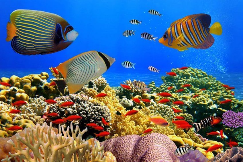 Un récif corallien aux couleurs éclatantes, abritant différentes espèces de poissons, dont des poissons à rayures et des poissons jaunes. 2