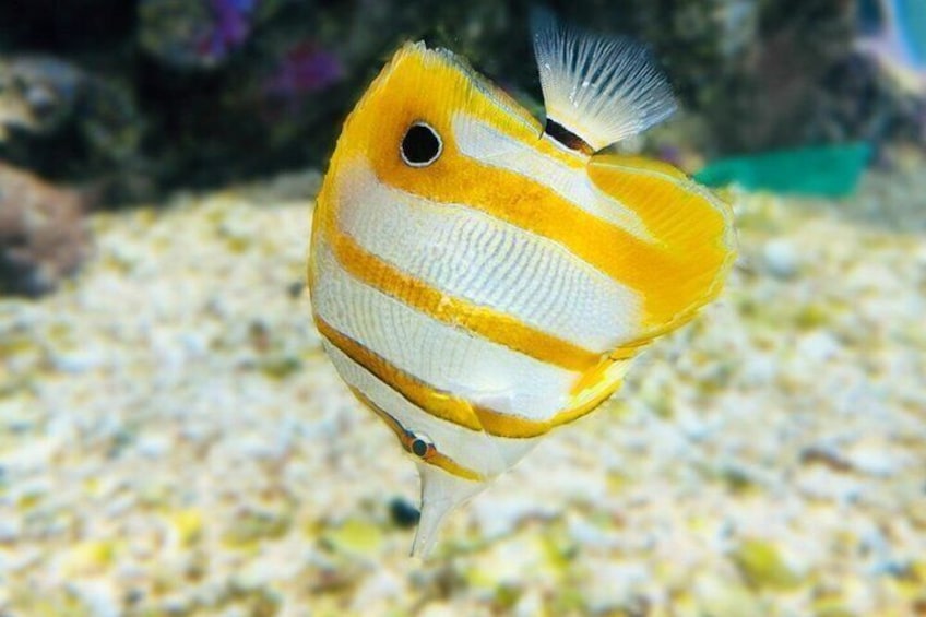 Sharm El Sheikh: Ras Mohammed Snorkeling & Top Sights 5