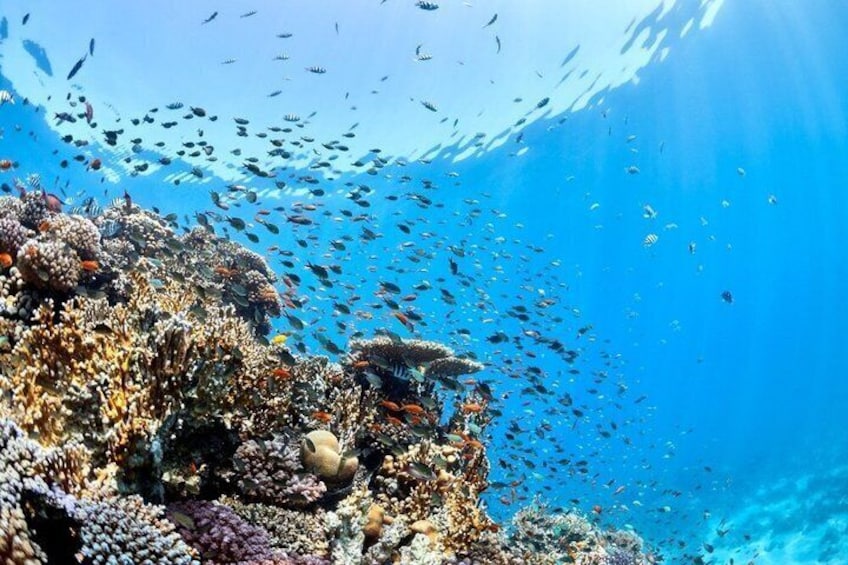 Sharm El Sheikh: Ras Mohammed Snorkeling & Top Sights 4