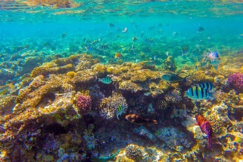 Sharm El Sheikh: Ras Mohammed Snorkeling & Top Sights 2