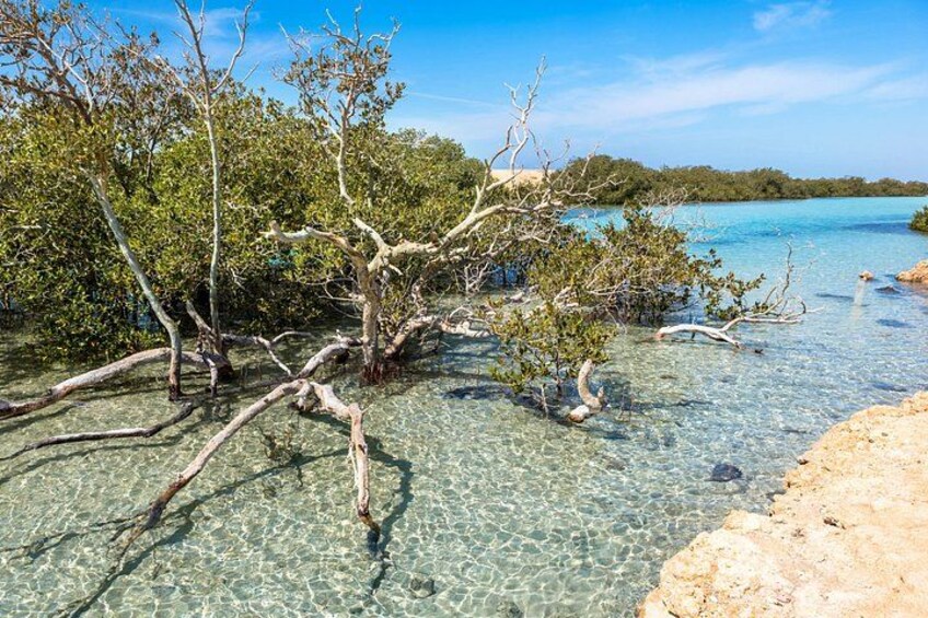 Un bosque de manglares con aguas claras y costa rocosa. 3