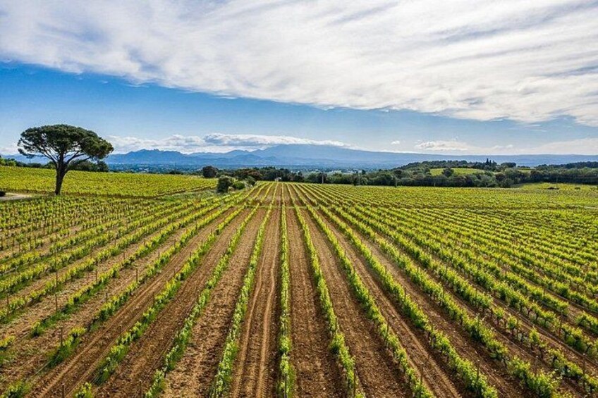 A vineyard with rows of grapevines under a partly cloudy sky. 3