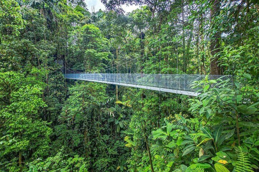 Mistico Arenal Hanging Bridges 3
