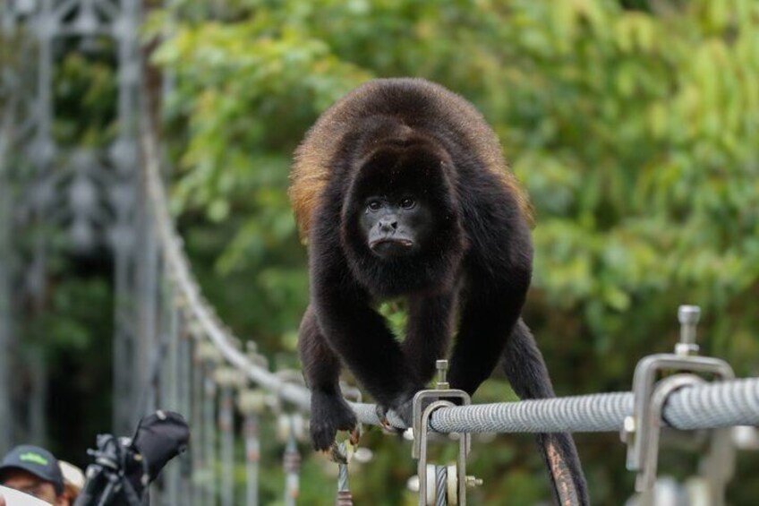 Mistico Arenal Hanging Bridges 5