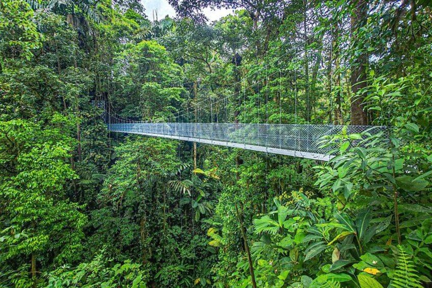 A suspension bridge in a dense forest. 3