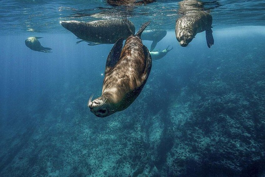 A seal swimming underwater. 1