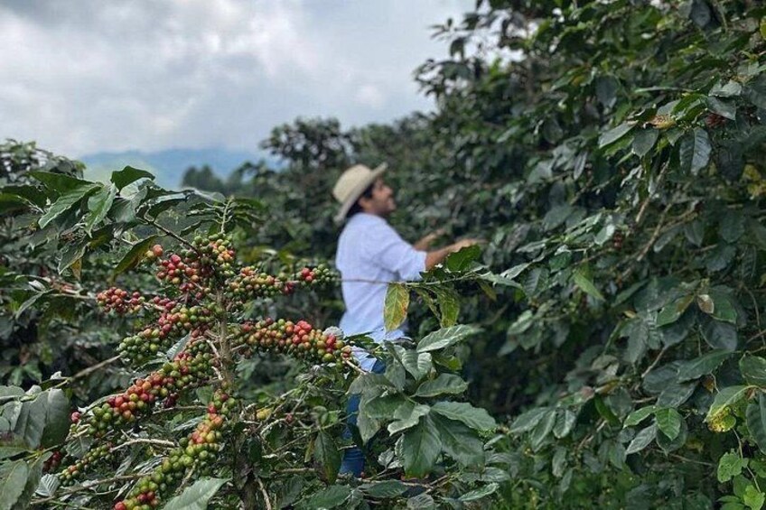 A person harvesting coffee cherries from a tree in a coffee plantation. 1